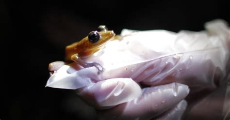 Amphibians are the world’s most vulnerable animals and threats are increasing